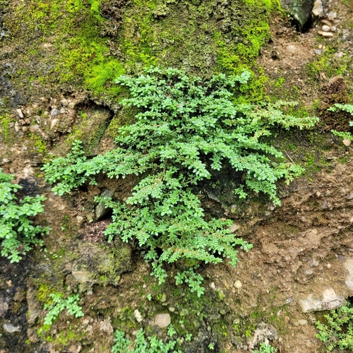 Artillery Plant