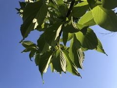 Cornus macrophylla