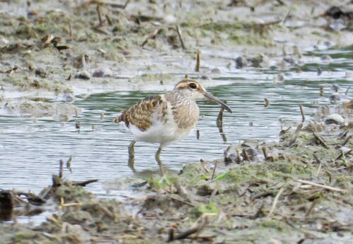 iNaturalist image