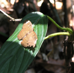 Tanaecia julii odilina