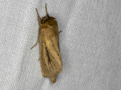 Bathytricha leonina