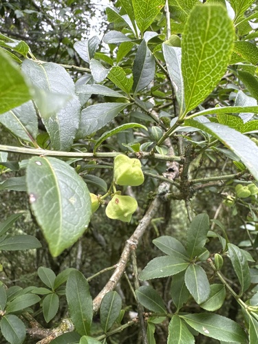 Euonymus carnosus observed 2026-07-23