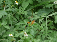 Polygonia c-aureum lunulata