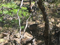 Odocoileus virginianus carminis