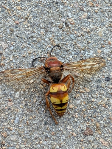 Western Cicada-killer Wasp