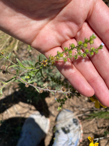 Flatspine Stickseed