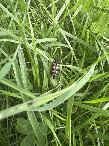four-banded longhorn beetle