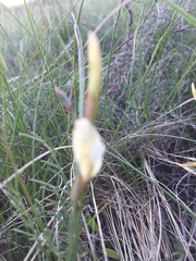 Astragalus ucrainicus