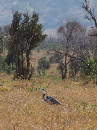 iNaturalist: (c) beck1112, some rights reserved (CC BY-NC) iNaturalist image