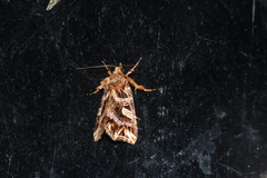 Callopistria exotica