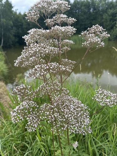 common valerian