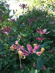 Lonicera × americana