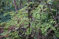 Libidibia ferrea leiostachya