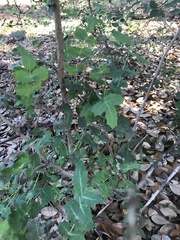 Berberis swaseyi