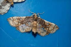 Omphisa anastomosalis