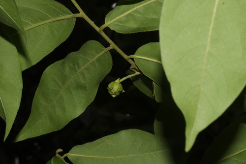 Hubera cerasoides observed 2026-07-01