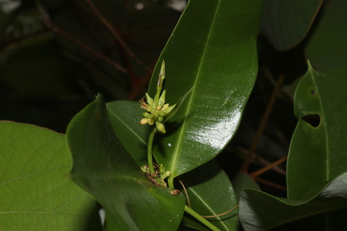 Cryptolepis buchananii, photograph 4