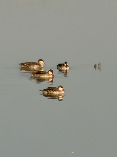 iNaturalist image