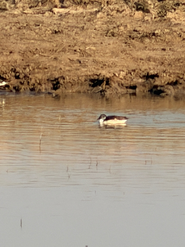 Knob-billed Duck