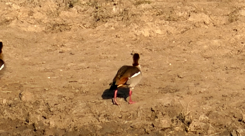 Egyptian Goose