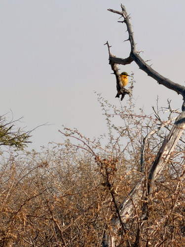 Little Bee-eater
