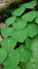 Stephania cephalantha