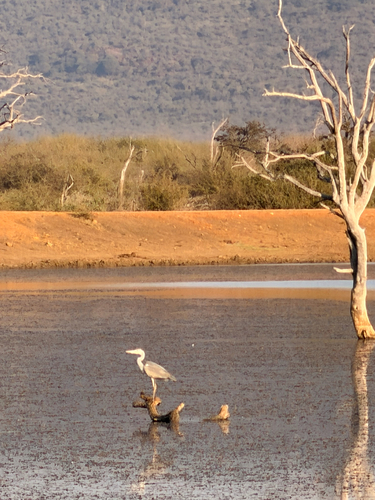 Western Grey Heron