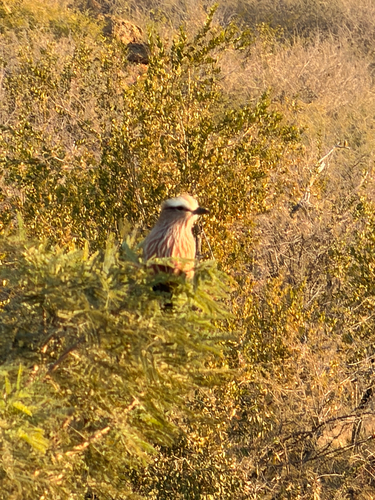 Purple Roller
