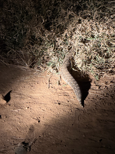 Puff Adder