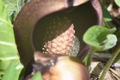 Symplocarpus renifolius