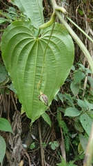 Stemona tuberosa