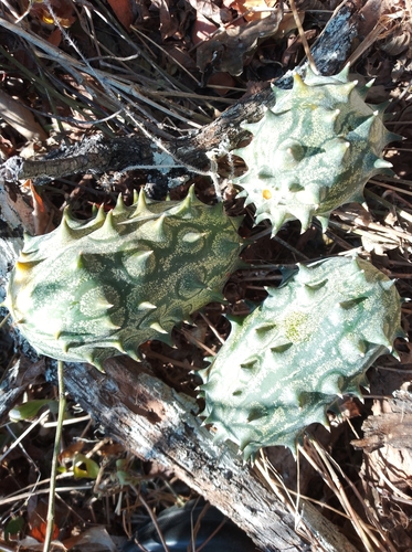 Horned Melon