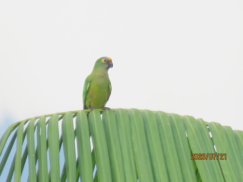 Peach-fronted Parakeet