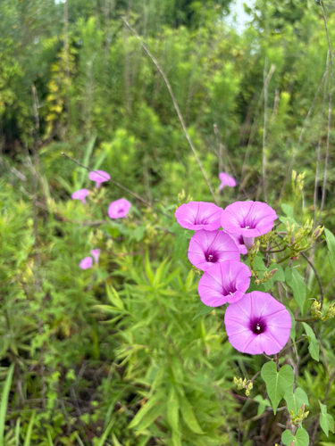 Saltmarsh Morning-glory