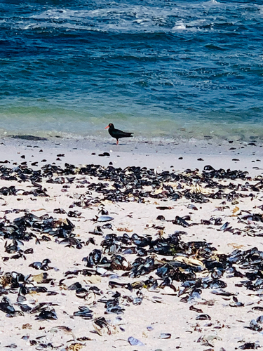 iNaturalist: (c) yanela_mtolo, some rights reserved (CC BY-NC) iNaturalist image