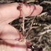 Acacia mellifera