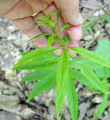 Lysimachia quadrifolia