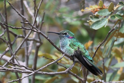 White-vented Violetear (Colibri serrirostris), photo 2