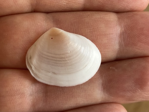 Macomopsis cumana observed 2026-07-23