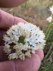 Allium marvinii