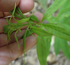 Lysimachia quadrifolia