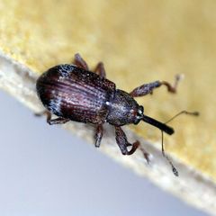 Anthonomus bituberculatus