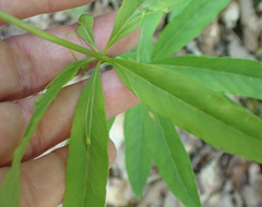 Lysimachia quadrifolia