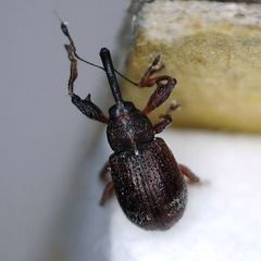 Anthonomus bituberculatus