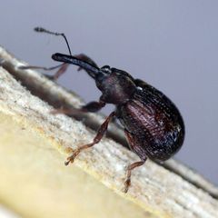Anthonomus bituberculatus
