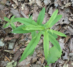 Lysimachia quadrifolia