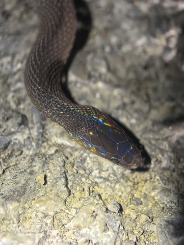 Achalinus yunkaiensis