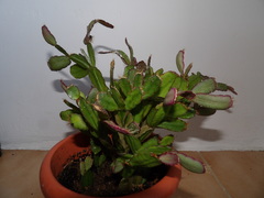 Rhipsalidopsis gaertneri