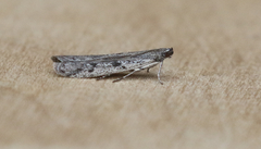 Phycitodes mucidella
