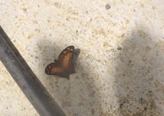 Vagrans sinha